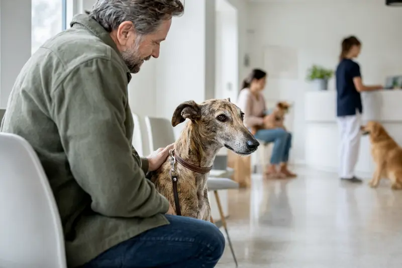 Windhund sitzt ruhig neben seinem Besitzer im hellen Wartezimmer einer modernen Tierarztpraxis.